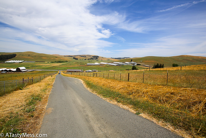 Superior Farms Tour via ATastyMess.com